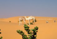 Deserto del Sahara