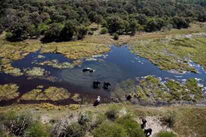 Elefanti nel Delta dell'Okavango