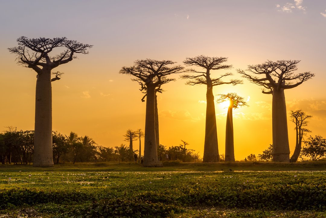 Baobab a Morondava