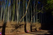 Kyoto, Foresta di Bamboo