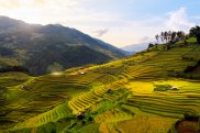 Mu Cang Chai